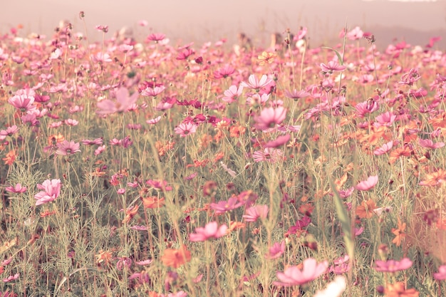 Desenfoque suave del campo de flores del cosmos con el estilo de color rosa vintage para el fondo