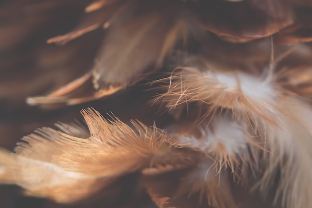 Foto desenfoque de textura de plumas de pollos de aves para el fondo