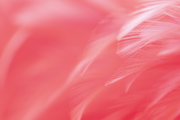 Foto desenfoque de textura de plumas de pollos de aves para el fondo