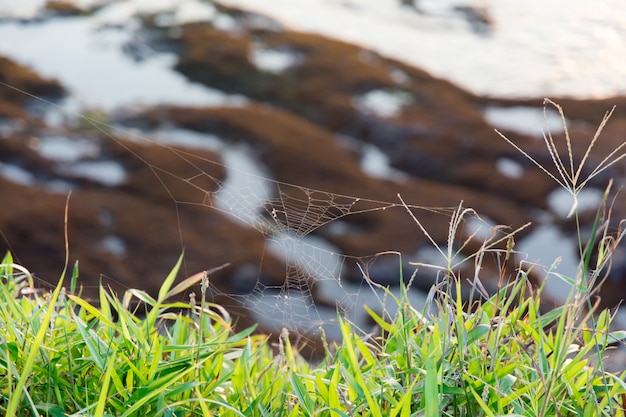 Foto desenfoque el web de araña en hierba con el fondo de la costa, tanah lot, bali, indonesia.