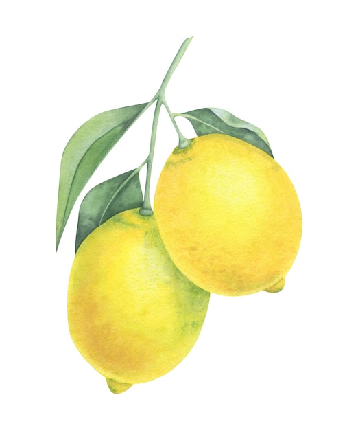 Desenho a aquarela de limões Ilustração botânica