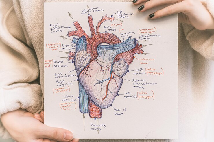 Foto desenho a tinta da estrutura do órgão interno do coração estrutura do sistema venoso do órgão do coração humano