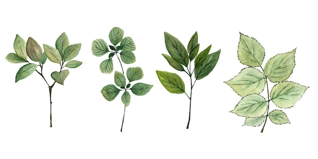 Desenho aquarela conjunto de ramos com folhas verdes