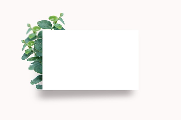 Desenho de banner em moldura com plantas de eucalipto