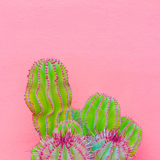 Foto desenho de cactos. conceito de amante de cacto. plantas mínimas em arte rosa