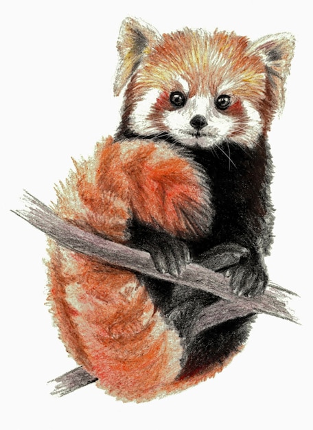 Desenho de cor - red panda na árvore. em fundo branco. desenho a lápis detalhado