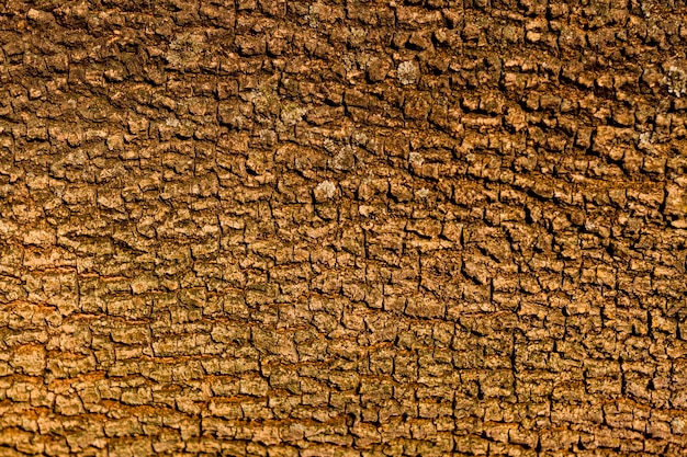 Desenho de textura de casca de árvore sem costura