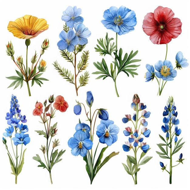 Desenho de um conjunto botânico de flores e plantas pintadas em aquarela em branco