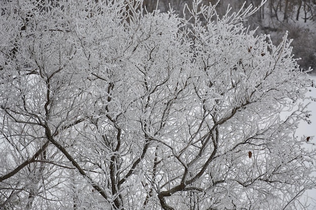 desenhos de inverno em árvores