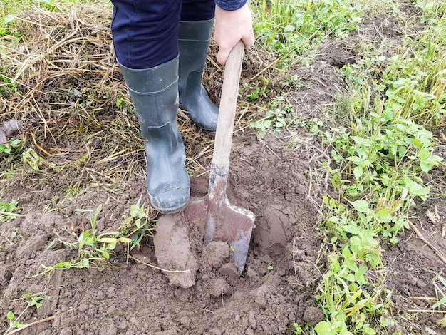 Desenterrando patatas con una pala en tierras agrícolas