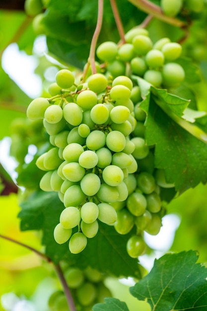 Desenvolvendo uvas verdes não maduras penduradas em uma videira