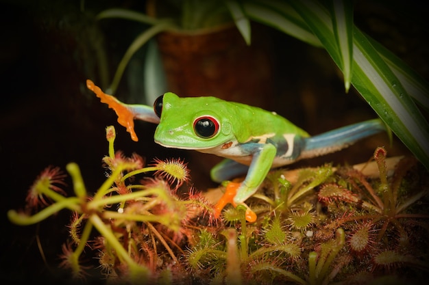 El deseo de la rana de ojos rojos de tocar la peligrosa planta carnívora