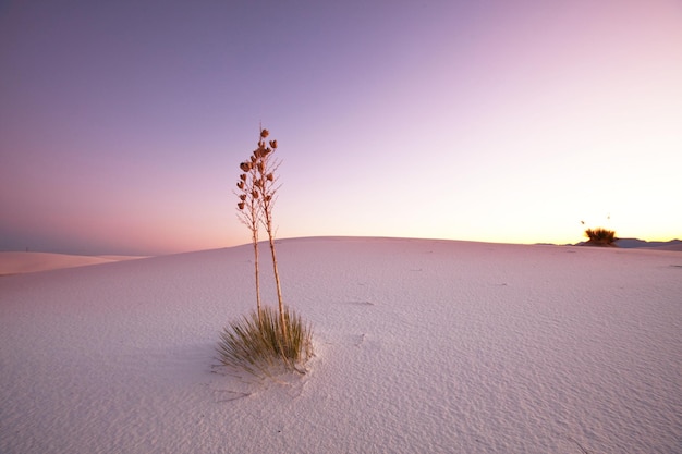 deserto branco