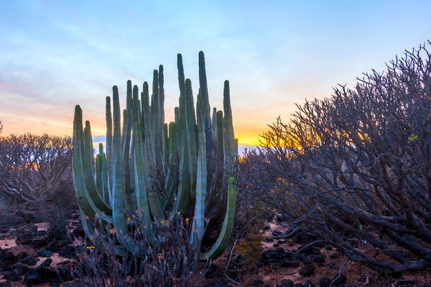 Deserto com plantas ao pôr do sol na Ilha de Tenerife, nas Ilhas Canárias