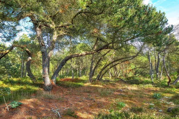 Deserto de floresta pacífica coberto de vegetação com vegetação exuberante de grama selvagem e árvores para fundo de espaço de cópia Paisagem natural tranquila de pinheiros misteriosos para explorar na floresta sem fim