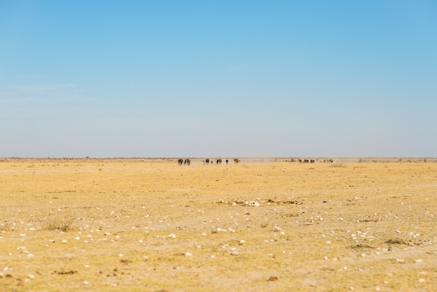 Deserto de Kalahari, planície de sal, nenhum lugar, planície vazia, céu claro, Botswana