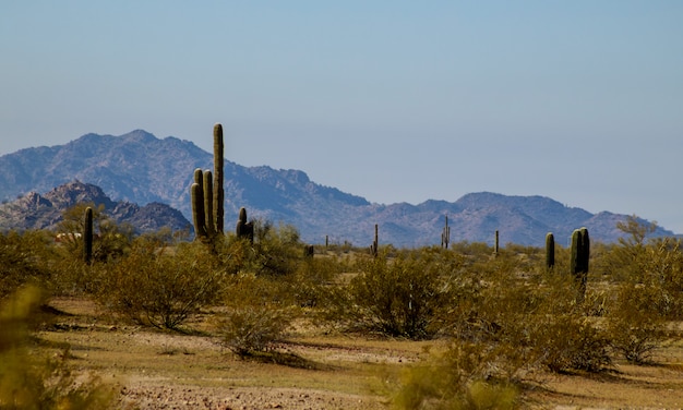 Deserto de Phoenix Arizona na trilha de caminhada South Mountain com cacto saguaro