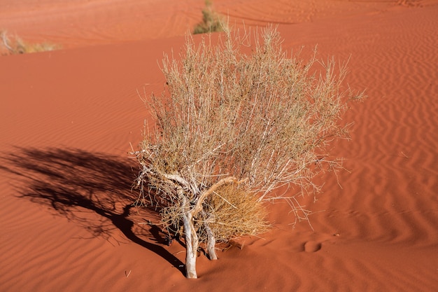 Deserto de wadi rum na jordânia