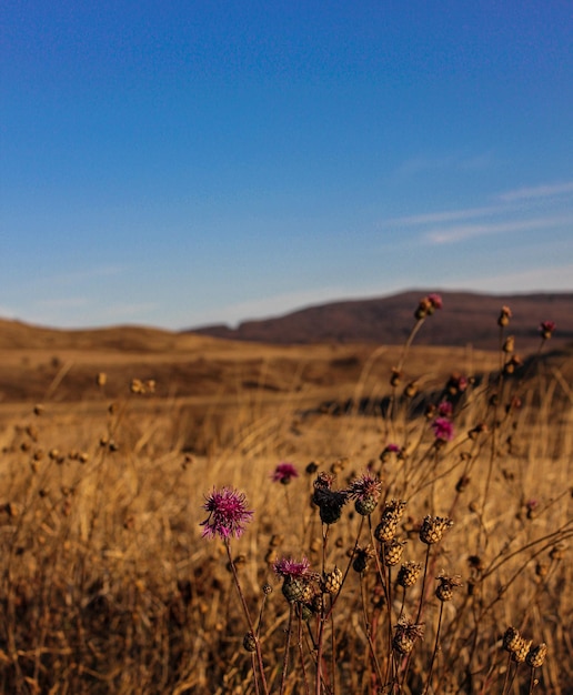 Deserto no deserto