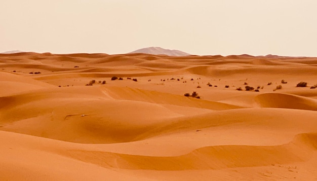 Deserto saudita