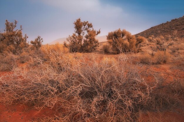 Foto deserto vermelho com árvores saxaul nas montanhas boguty na região de almaty, cazaquistão, ao pôr do sol
