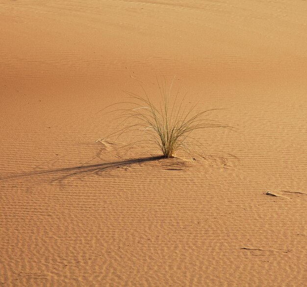 Deserto