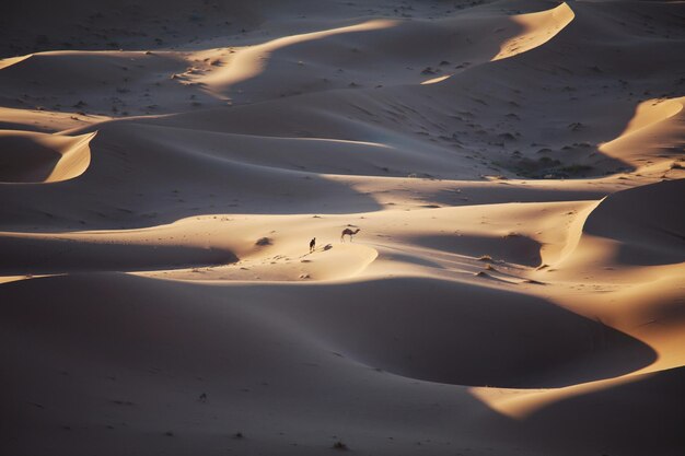 deserto