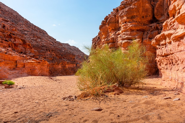 Desfiladeiro colorido na península do sinai, belas pedras de calcário curvas, plantas entre as pedras