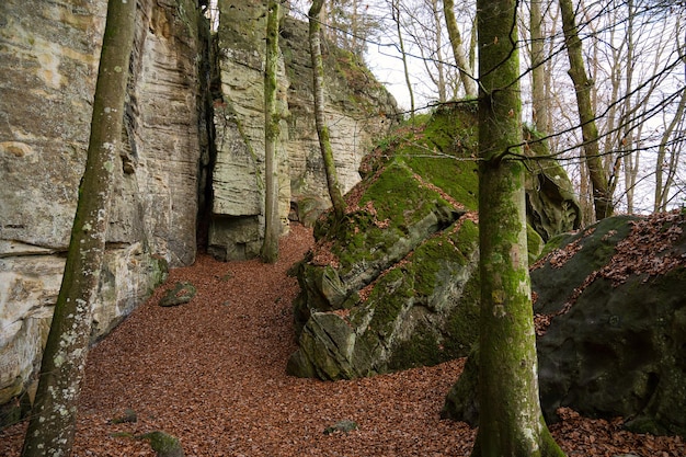 Foto desfiladeiro do diabo no eifel teufelsschlucht com enormes pedras e trilha de caminhada pelo desfiladeiro na alemanha