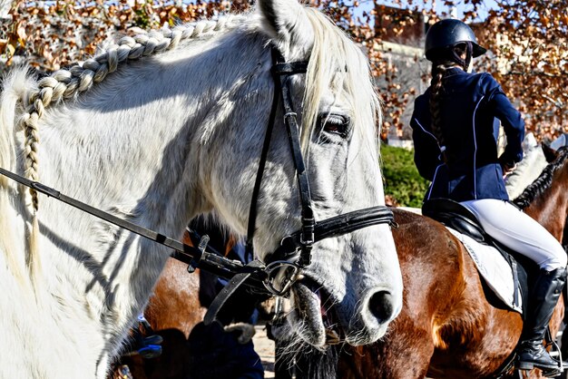 Desfile de caballos en el festival de las tres tumbas en Igualada Barcelona fiesta de San Antonio