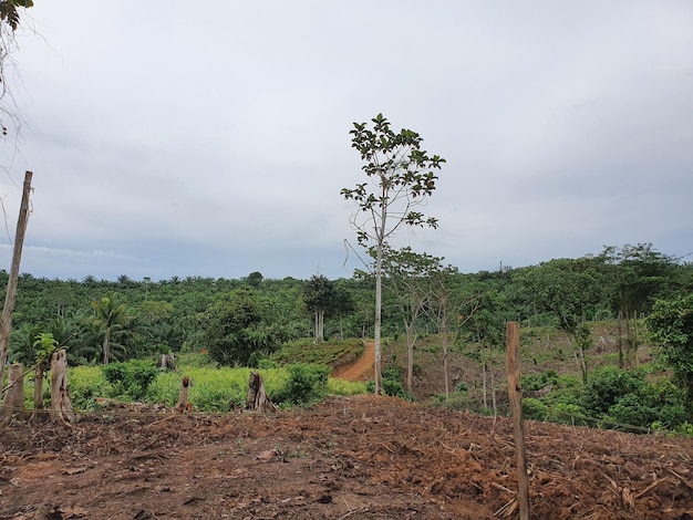 Desflorestamento desastre natural floresta tropical sendo removida para fazer plantações de óleo de palma