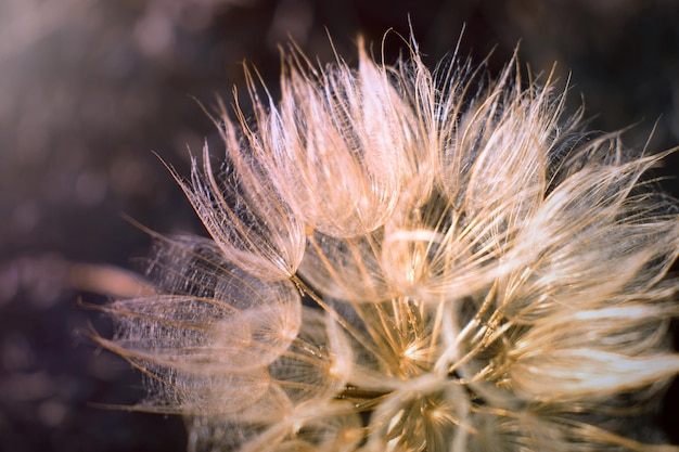 Foto desfocalizado hermoso fondo floral místico tragopogon dubius