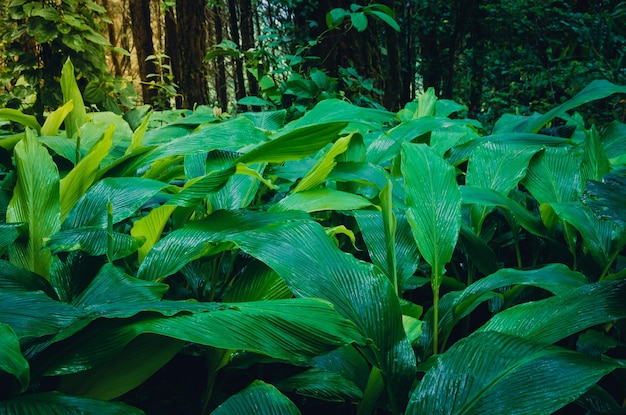 Desfocar a imagem escura e verde deixa o fundo da condição fresca