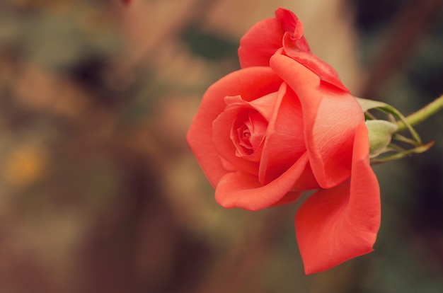 Desfocar fundo vermelho, rosas vintage padrão, plano de fundo