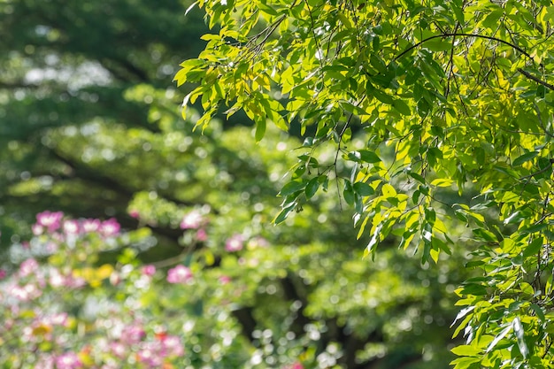 Desfocar luz verde bokeh jardim natural ao ar livre Jardim verde natural Desfocar fundo para espaço de cópia