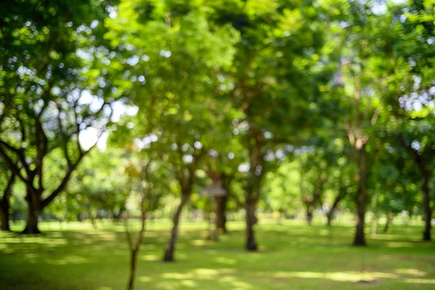 Desfocar o fundo das árvores no parque no verão