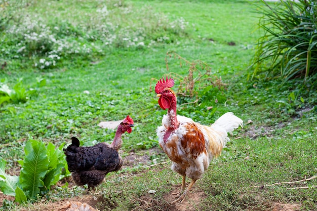 Desfocar o galo colorido no fundo verde da natureza Um grande galo vermelho fica na grama alta em um dia ensolarado Retrato de um lindo galo colorido em um fundo verde de verão