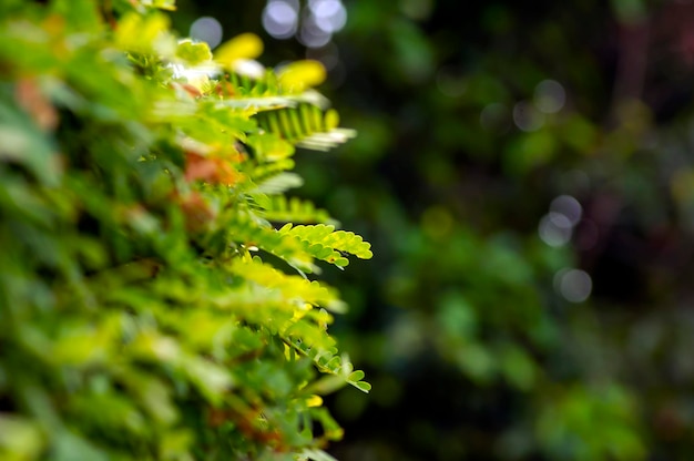 Desfokussierte Fluss-Tamarinde Leucaena leucocephala grüne Blätter mit Bokeh-Hintergrund