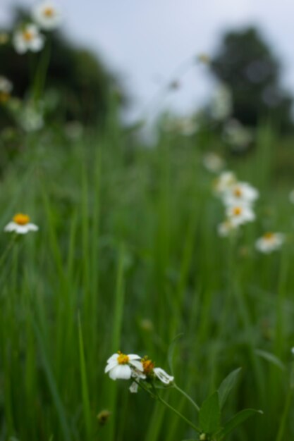 Desfoque a imagem de fundo do campo de flores verdes.