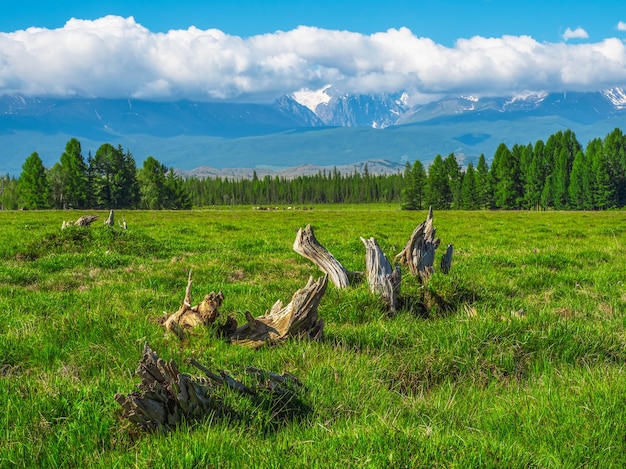 Desgarros de forma extraña en un césped verde. Montañas gigantes con nieve sobre el bosque verde en un día soleado. Glaciar bajo un cielo azul. Increíble paisaje de montaña nevada de naturaleza majestuosa.