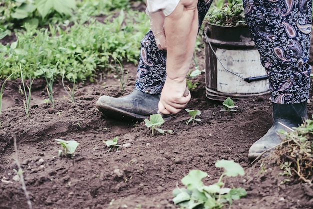 Deshierbe en huerto. Verduras tiernas.