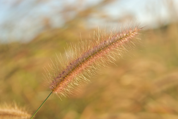 Foto desho grama, pennisetum pedicellatum e luz solar do pôr do sol