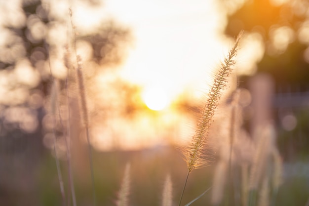 Desho-Gras, Pennisetum pedicellatum und Sonnenlicht vom Sonnenuntergang