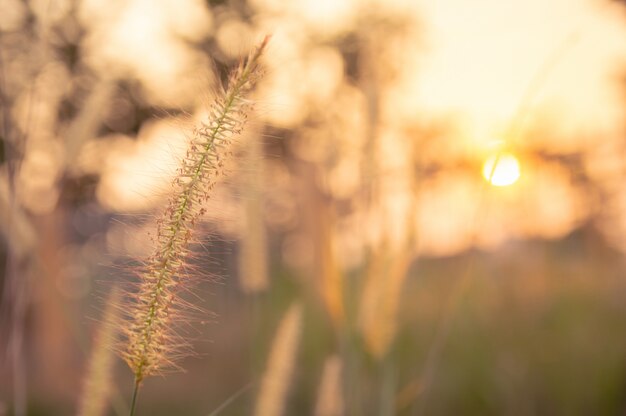 Desho grass, Pennisetum pedicellatum y luz solar desde el atardecer