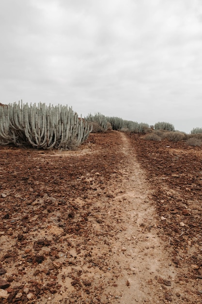 Desierto árido con cactus