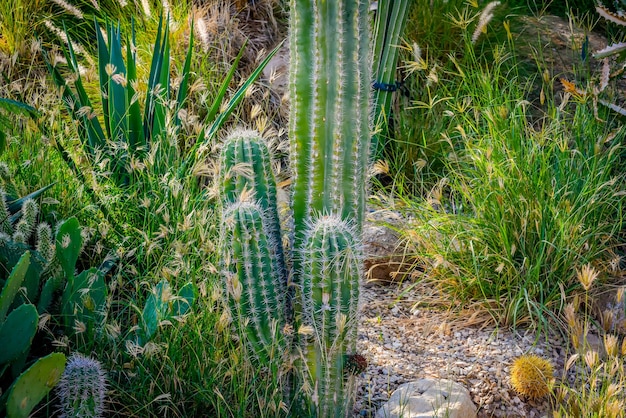 Desierto con cactus Saguaros y montañas escarpadas