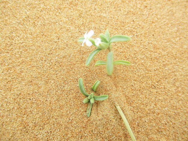 desierto con dunas de arena de colores cálidos