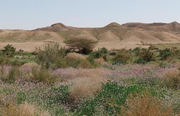 Desierto floreciente de Negev, Israel