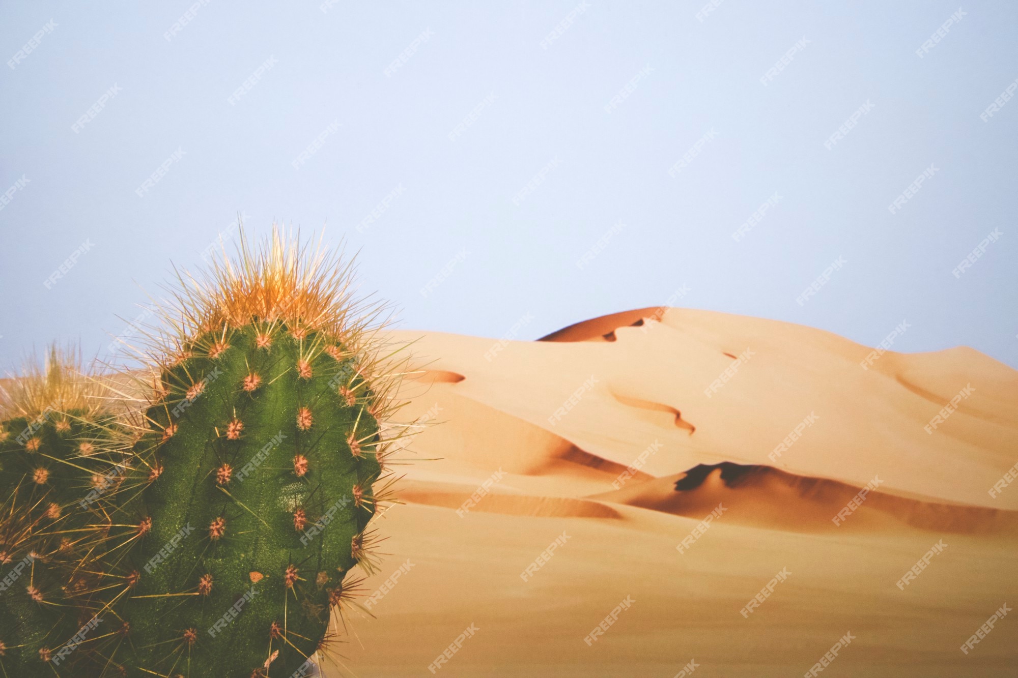 https://img.freepik.com/fotos-premium/desierto-fondo-cactus-primer-plano_322132-18.jpg?w=2000
