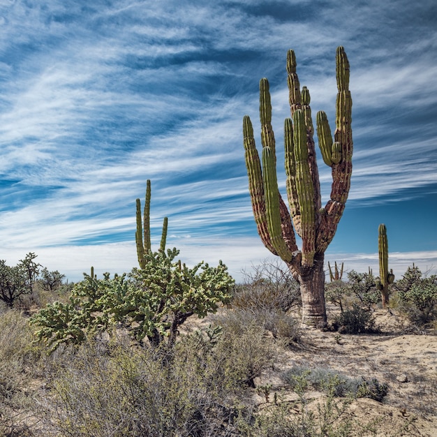 Desierto mexicano con cactus y suculentas bajo un cielo fascinante, San Ignacio, Baja California, México